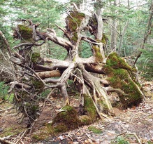 The Uprooted Tree